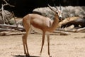 The dorcas gazelle or ariel gazelle